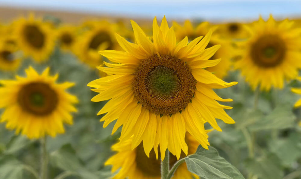 Sonnenblume